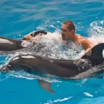 Memorable vacation activities: Swimming with dolphins Hurghada.