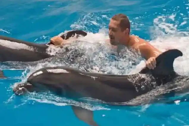 Memorable vacation activities: Swimming with dolphins Hurghada.