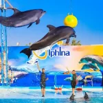 Manolo Tours Egypt family-friendly dolphin and walrus performance.