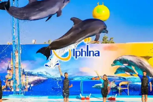 Manolo Tours Egypt family-friendly dolphin and walrus performance.