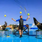 Amazing acrobatic dolphin performances during the Dolphin Show in Hurghada.