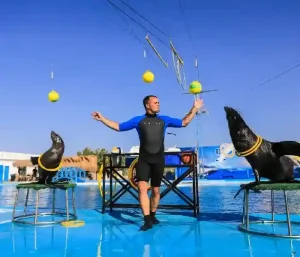 Amazing acrobatic dolphin performances during the Dolphin Show in Hurghada.