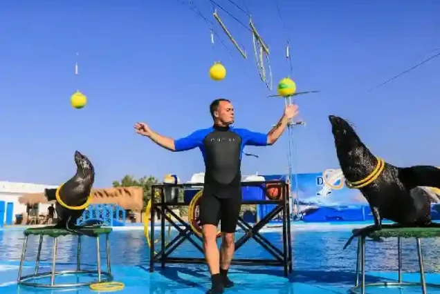 Amazing acrobatic dolphin performances during the Dolphin Show in Hurghada.
