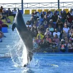 Amazing dolphin acrobatic jumps during the dolphin show Hurghada.