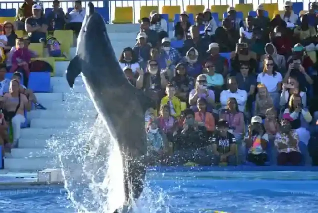 Amazing dolphin acrobatic jumps during the dolphin show Hurghada.