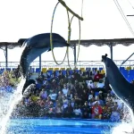 Amazing dolphin acrobatic jumps during the Hurghada dolphin show.