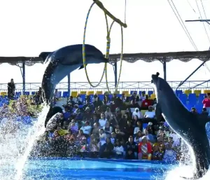 Dolphin Show Hurghada tour