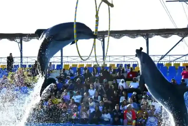 Amazing dolphin acrobatic jumps during the Hurghada dolphin show.