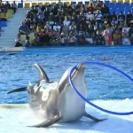 The best family activity in Hurghada: Dolphin and walrus show.
