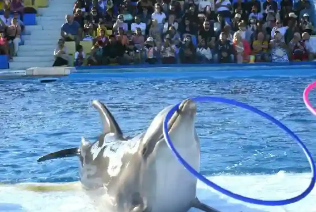 The best family activity in Hurghada: Dolphin and walrus show.