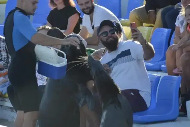 Tourists taking photos with dolphins after the show.