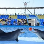 Close-up of a smiling dolphin at Hurghada dolphinarium.