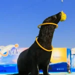 Walrus performing funny tricks at Dolphin World Egypt.