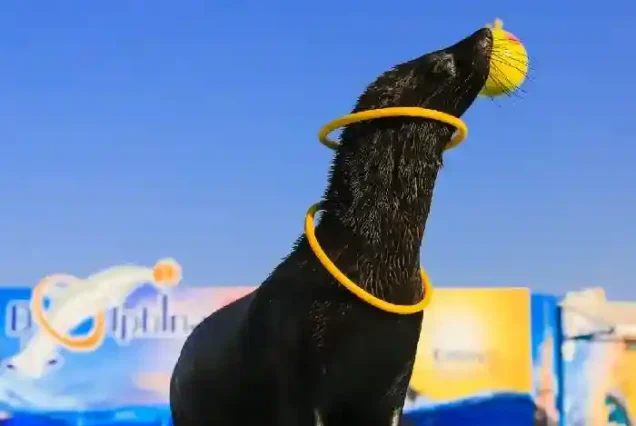 Walrus performing funny tricks at Dolphin World Egypt.