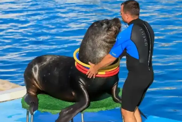 Educational marine life experience for kids at Dolphin World Egypt.