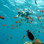 Tropical fish and marine life visible five meters below the surface.