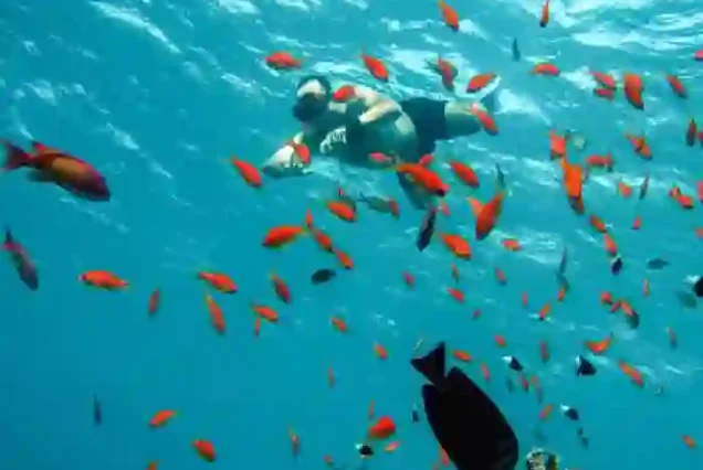 Tropical fish and marine life visible five meters below the surface.