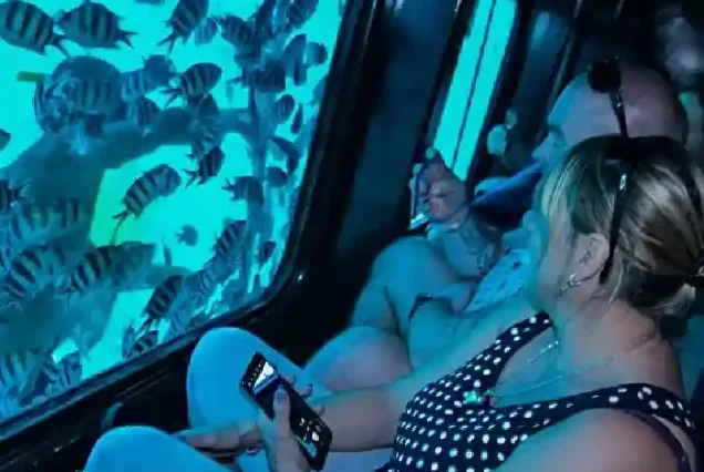 Exotic corals and sea turtles seen through submarine glass.