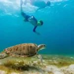 Children swimming with wild turtles