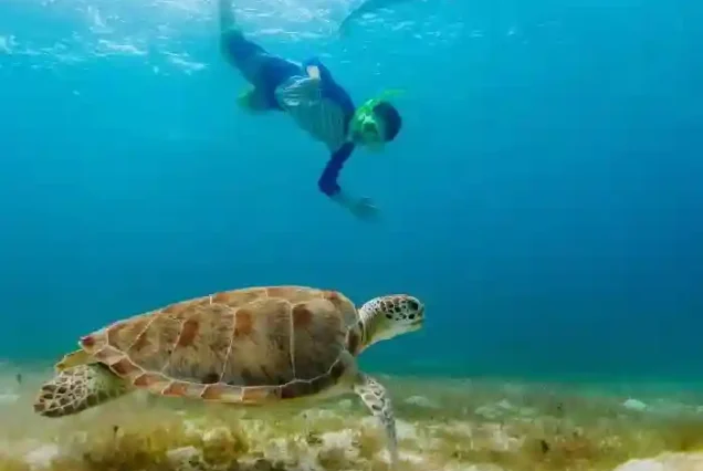 Snorkeling guide assisting tourists with sea turtles in Abu Dabab.