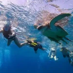 Tourists taking close-up photos of sea turtles
