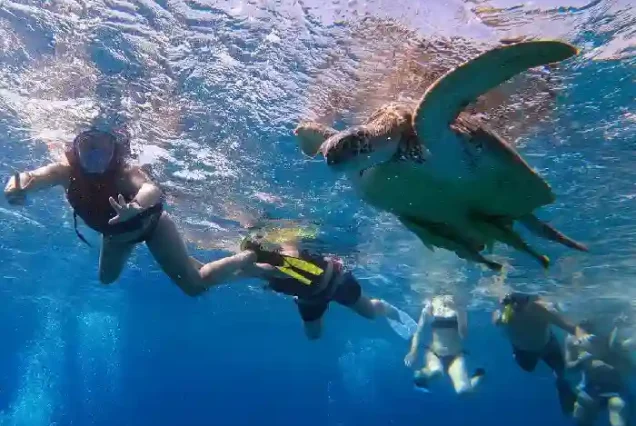 Tourists taking close-up photos of sea turtles