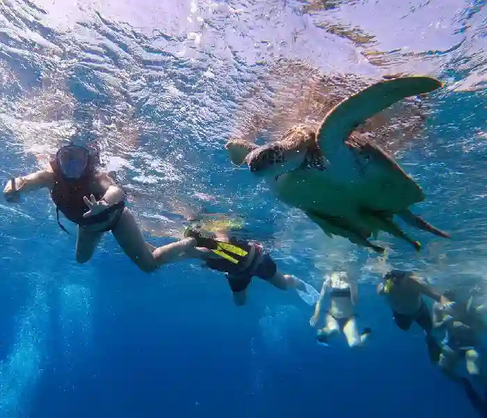 Tourists taking close-up photos of sea turtles