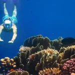 Exotic coral reef wall at Abu Dabab snorkeling destination.