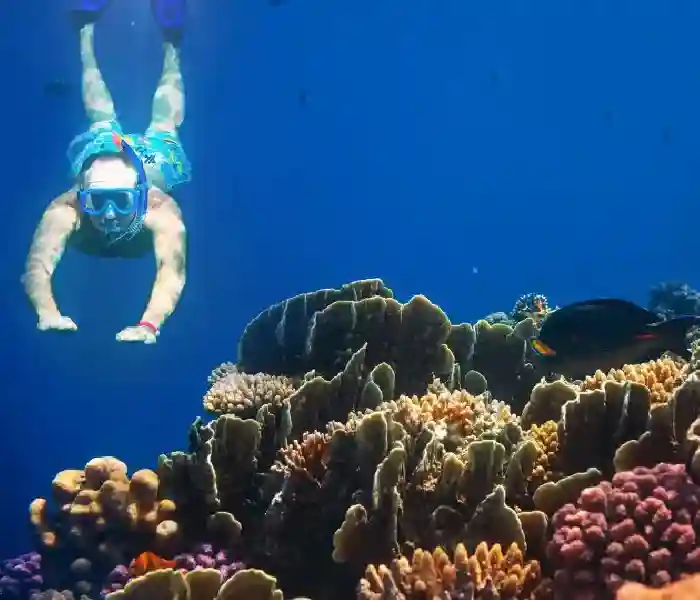 Exotic coral reef wall at Abu Dabab snorkeling destination.