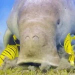 Rare Dugong sea cow spotted in Abu Dabab Bay Egypt.