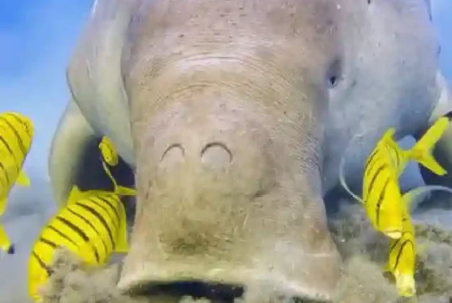 Rare Dugong sea cow spotted in Abu Dabab Bay Egypt.