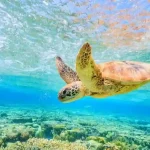 Manolo Tours Egypt private car transfer for Abu Dabab trip.