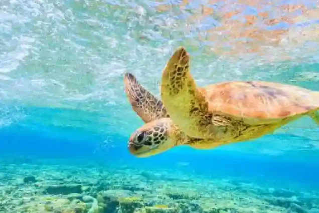 Manolo Tours Egypt private car transfer for Abu Dabab trip.