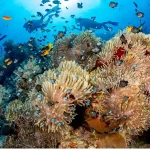 Exotic coral reef wall at Abu Dabab snorkeling destination.