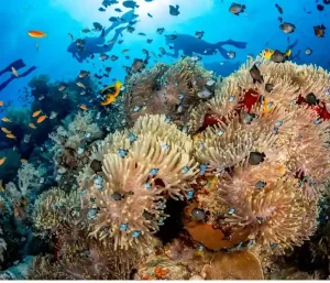 Exotic coral reef wall at Abu Dabab snorkeling destination.