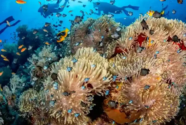 Exotic coral reef wall at Abu Dabab snorkeling destination.