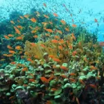 Colorful tropical fish species at Abu Dabab coral gardens.