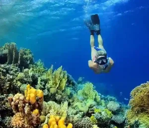Dolphin tour Hurghada 3 premium snorkeling spots experience.