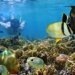 Snorkeling with colorful fish on private speedboat Hurghada trip.