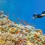 Crystal clear underwater coral reefs at Erq 3 site Hurghada.