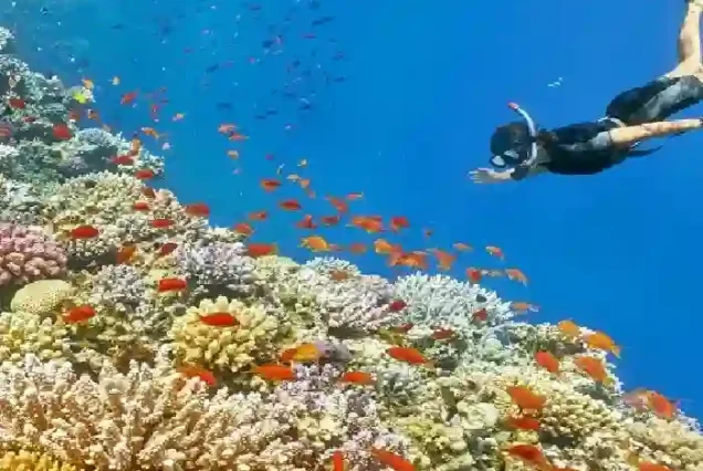 Crystal clear underwater coral reefs at Erq 3 site Hurghada.