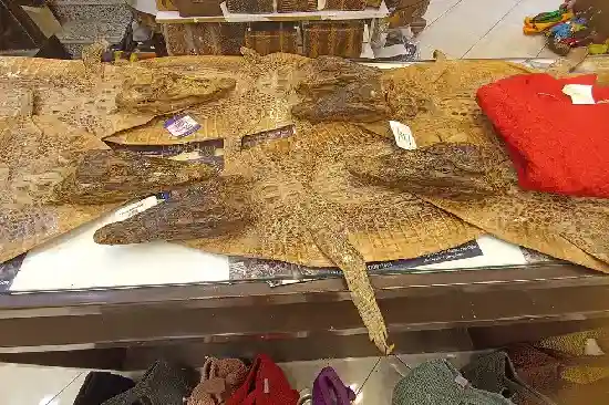 crocodile skin It is sold in Hurghada- manolo tours