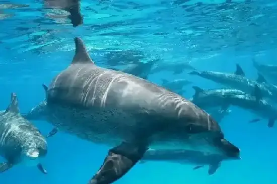 Dolphin Watching, Snorkeling at Top Reefs