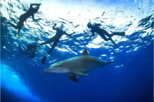 Witnessing Wild Dolphins