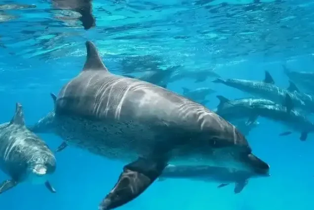 Watching wild dolphins on a speedboat in Hurghada