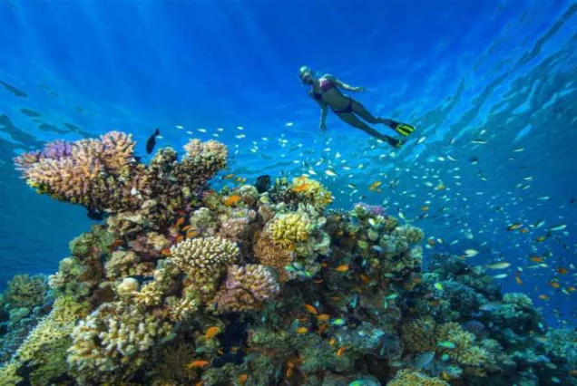 The most beautiful coral reef in Hurghada is Magawish Al-Sughra Island.