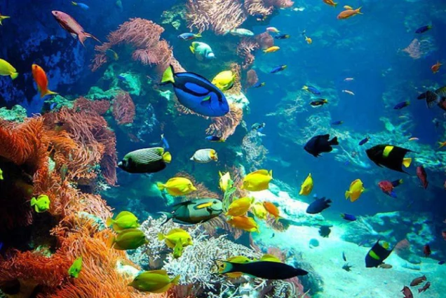 The most beautiful coral reef in Hurghada is Magawish Al-Sughra Island.-manolo tours