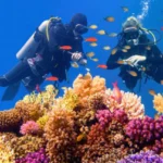 Coral Reef Tours in Hurghada