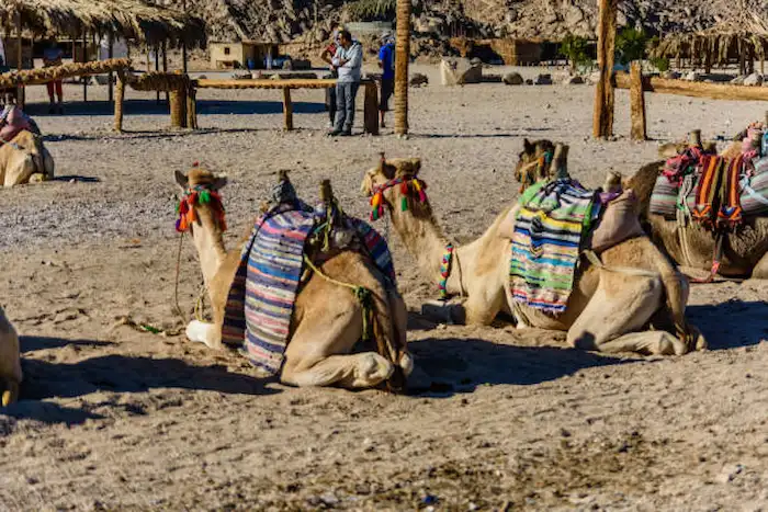 Visit Bedouin villages to experience authentic desert life and camel riding