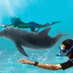Hurghada Trip - Swimming with wild dolphins in Hurghada - Manolo Tours Egypt